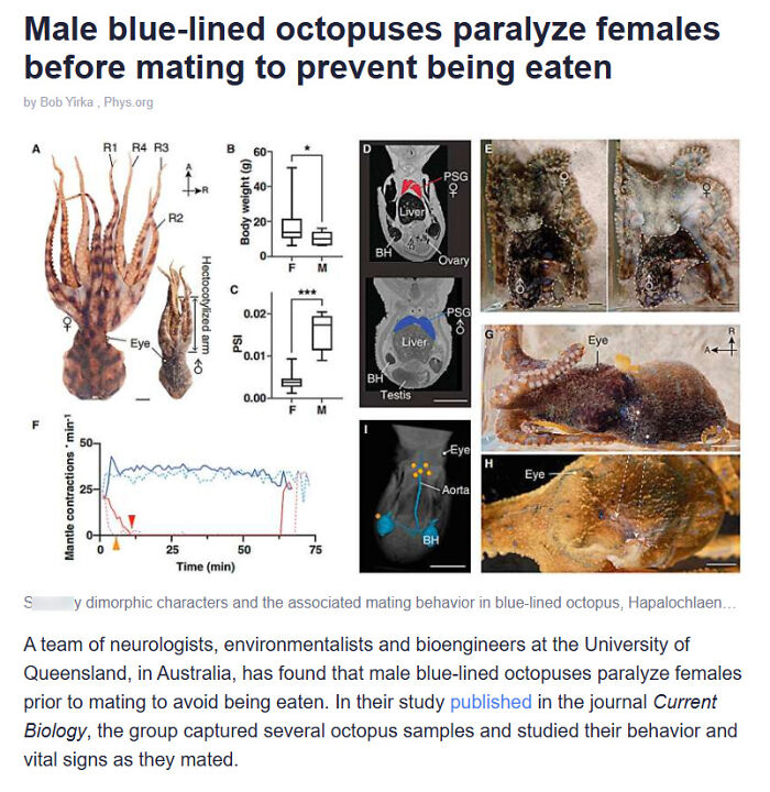 Male Blue-Lined Octopuses Inject Venom To Paralyze Females Before Mating So They Don't Get Eaten. Yeah, Nature Can Be Savage