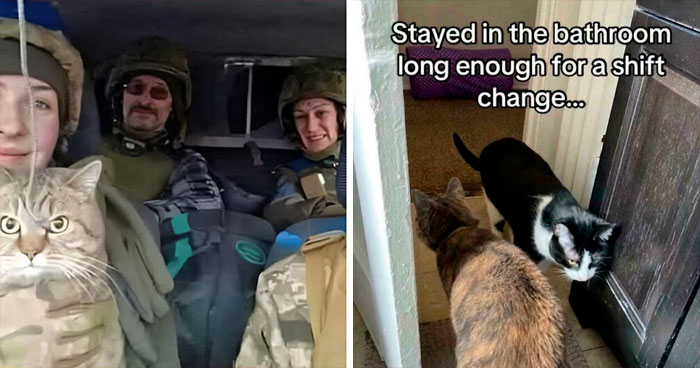 Cats with Jobs? Yep, These Furry Workers Are Here to Steal Your Heart