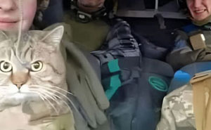 Cats with Jobs? Yep, These Furry Workers Are Here to Steal Your Heart