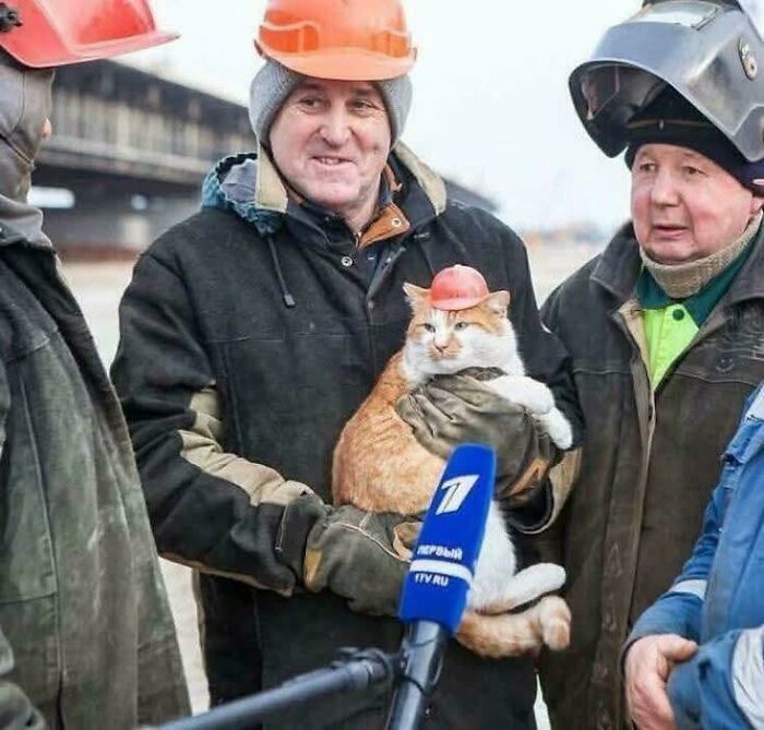 Cats with Jobs? Yep, These Furry Workers Are Here to Steal Your Heart