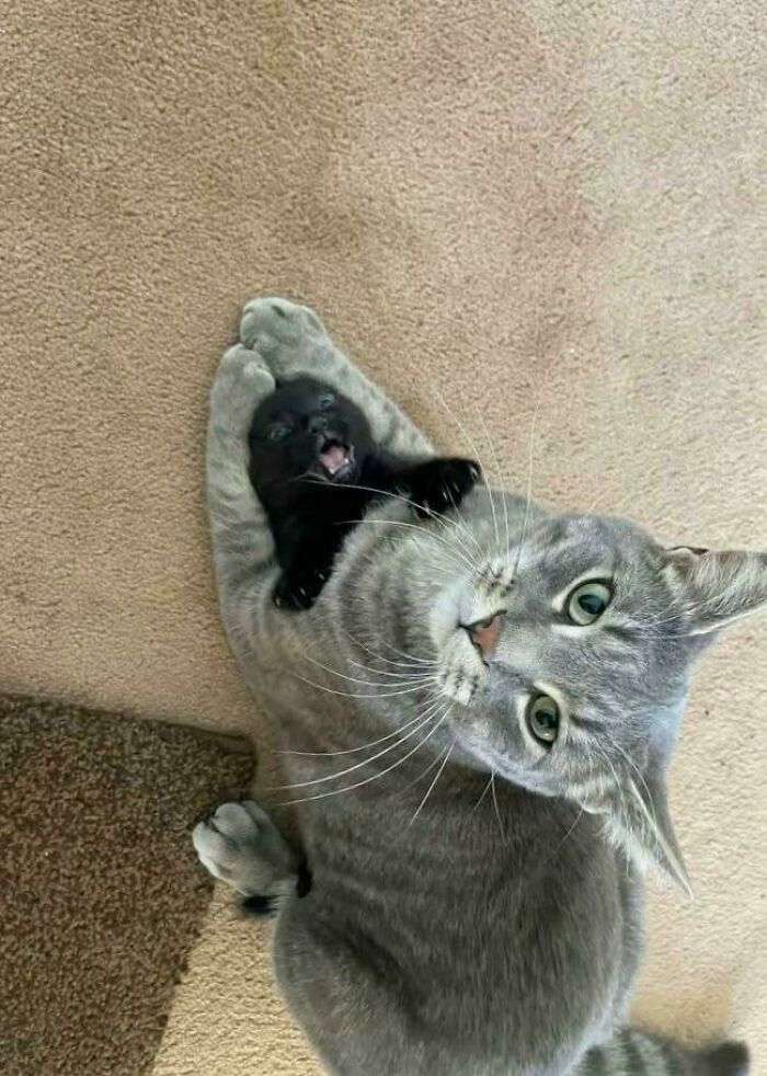 Cats with Jobs? Yep, These Furry Workers Are Here to Steal Your Heart