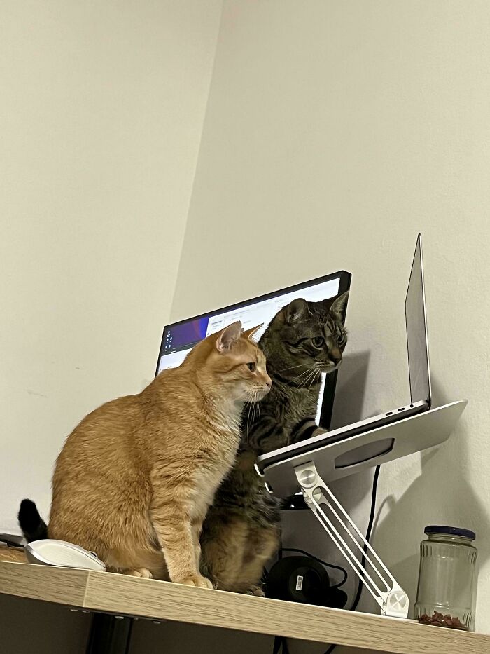 Cats with Jobs? Yep, These Furry Workers Are Here to Steal Your Heart