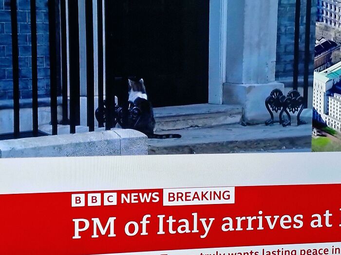 Cats with Jobs? Yep, These Furry Workers Are Here to Steal Your Heart