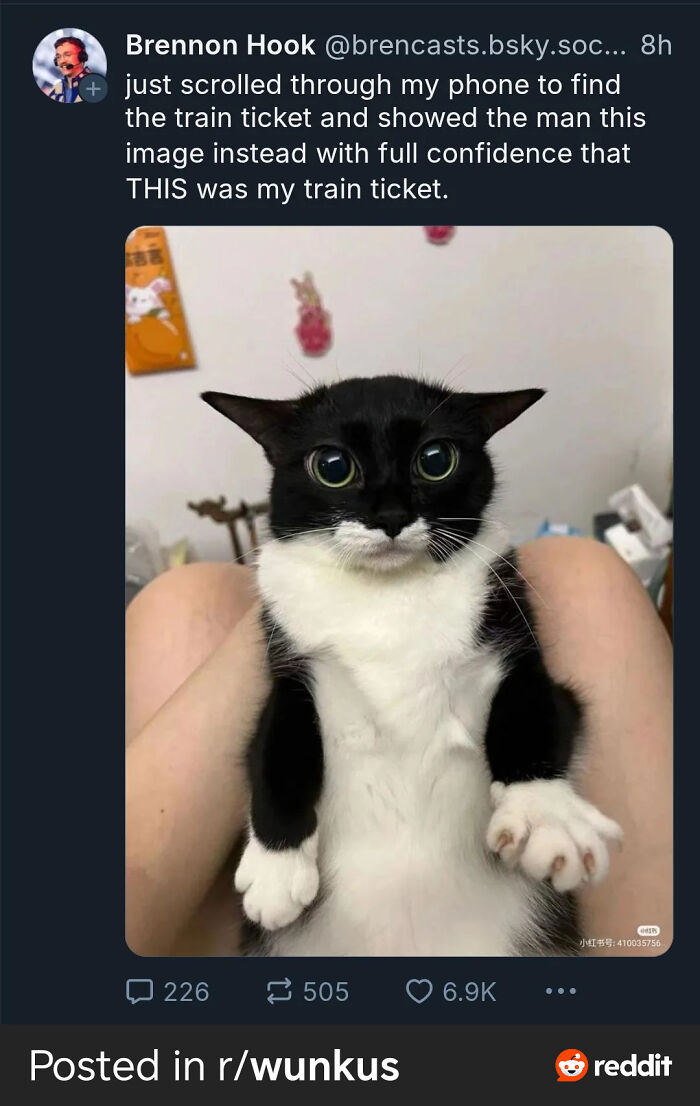 Cats with Jobs? Yep, These Furry Workers Are Here to Steal Your Heart