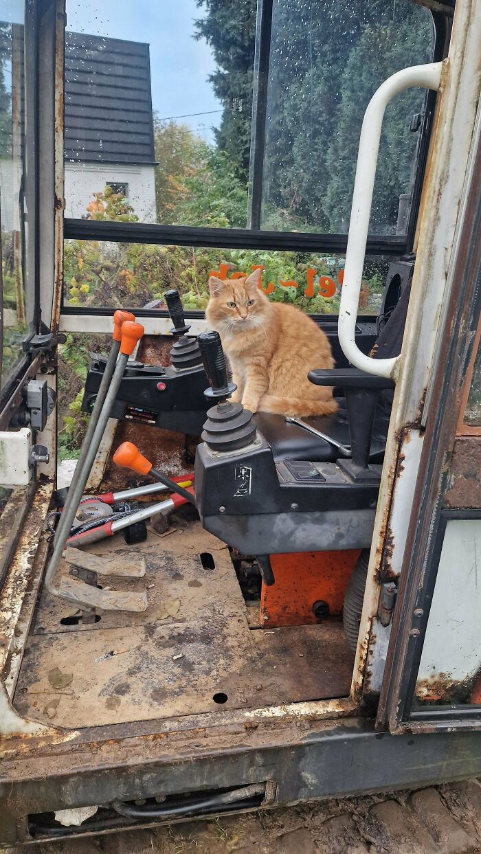 Cats with Jobs? Yep, These Furry Workers Are Here to Steal Your Heart