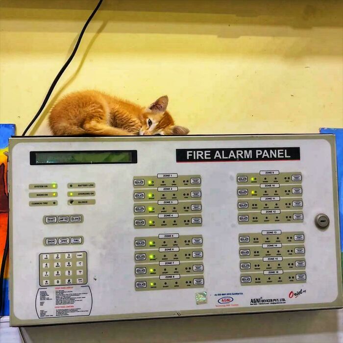 Cats with Jobs? Yep, These Furry Workers Are Here to Steal Your Heart