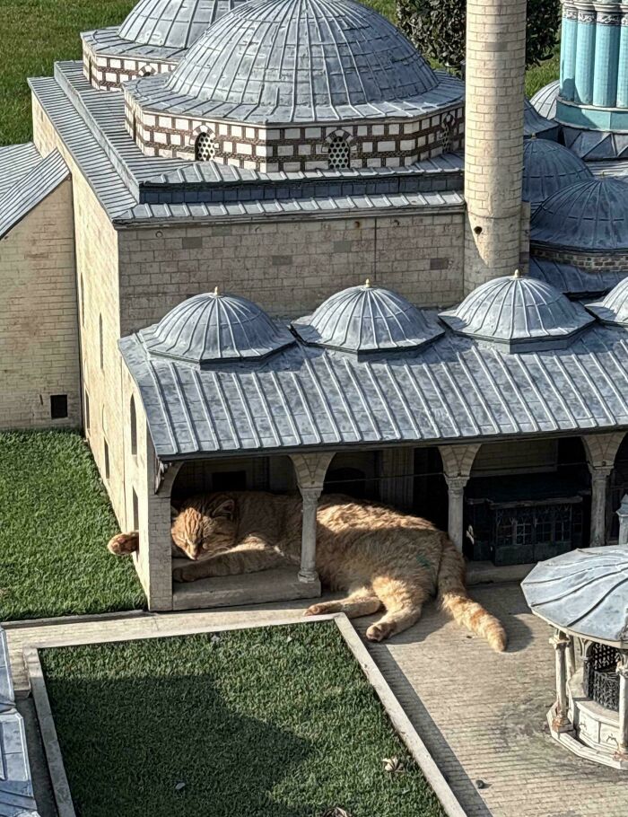 Cats with Jobs? Yep, These Furry Workers Are Here to Steal Your Heart