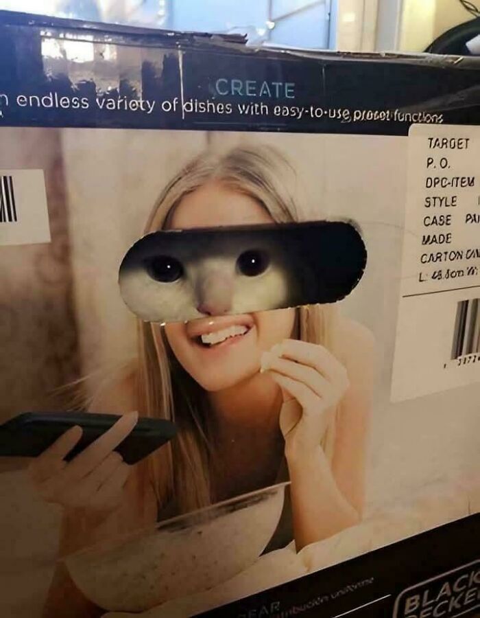 Cats with Jobs? Yep, These Furry Workers Are Here to Steal Your Heart