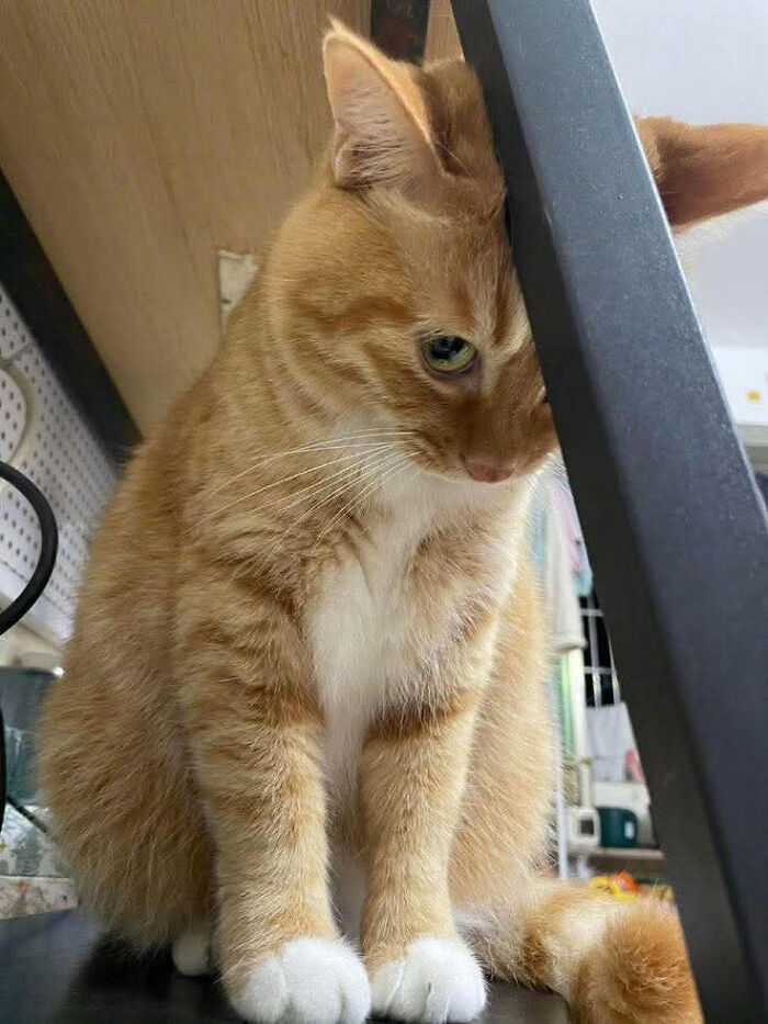 Cats with Jobs? Yep, These Furry Workers Are Here to Steal Your Heart