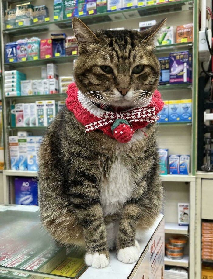 Cats with Jobs? Yep, These Furry Workers Are Here to Steal Your Heart