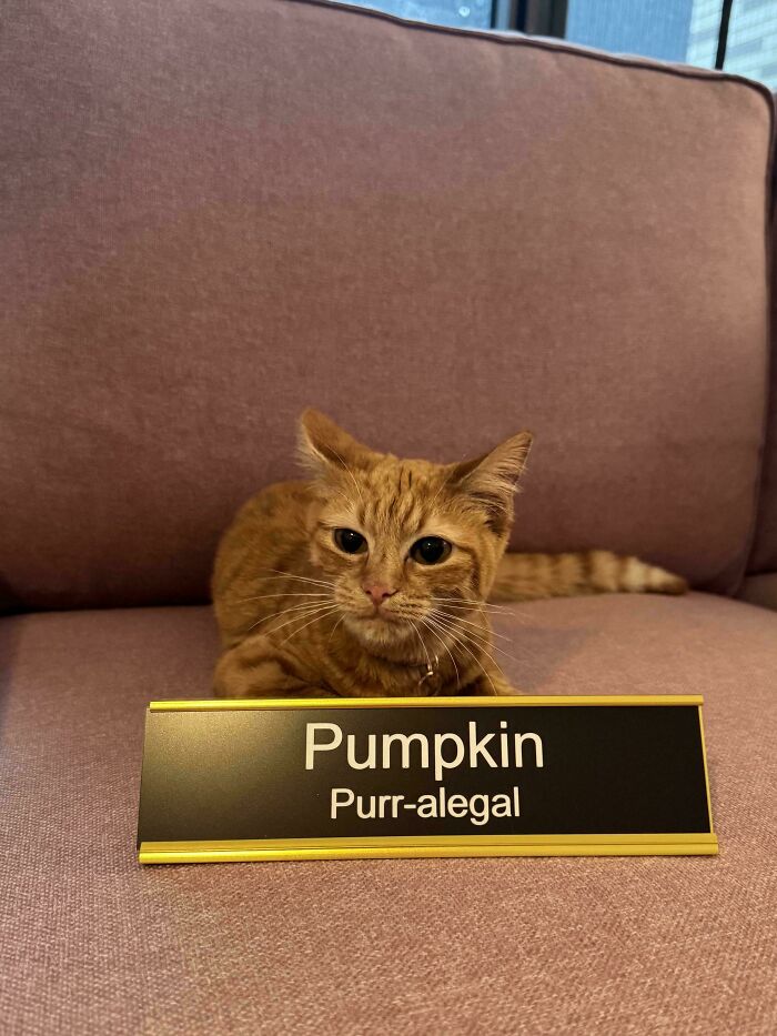 Cats with Jobs? Yep, These Furry Workers Are Here to Steal Your Heart