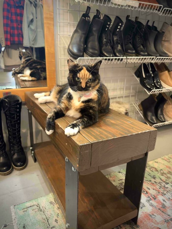 Cats with Jobs? Yep, These Furry Workers Are Here to Steal Your Heart