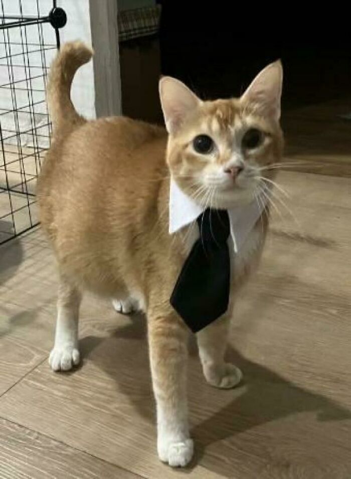 Cats with Jobs? Yep, These Furry Workers Are Here to Steal Your Heart