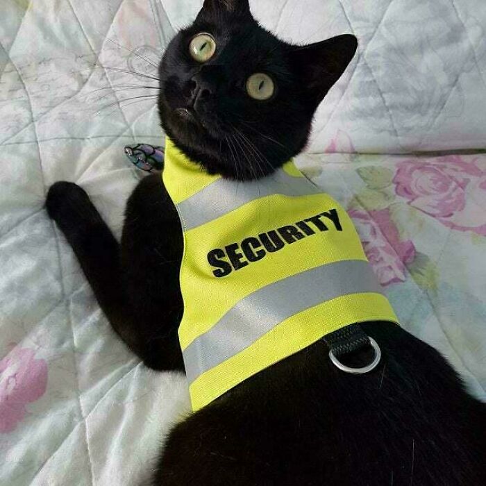 Cats with Jobs? Yep, These Furry Workers Are Here to Steal Your Heart
