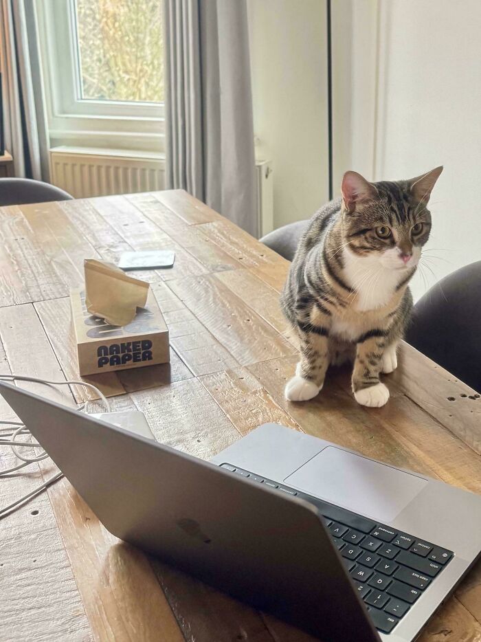 Cats with Jobs? Yep, These Furry Workers Are Here to Steal Your Heart