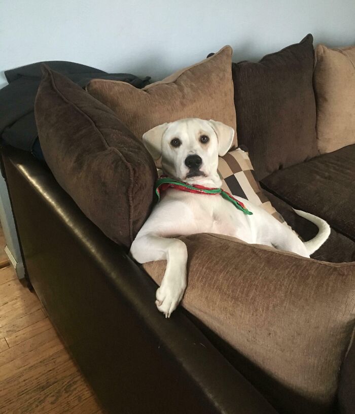 Caught My Dog Wondering What The Heck I Was Doing