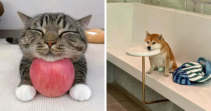 Why Are Cats and Dogs Just So Stinkin’ Cute? 37 Pics That’ll Prove It