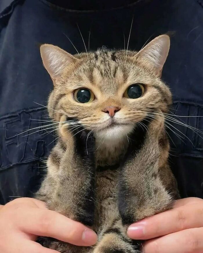 Why Are Cats and Dogs Just So Stinkin' Cute? 37 Pics That’ll Prove It