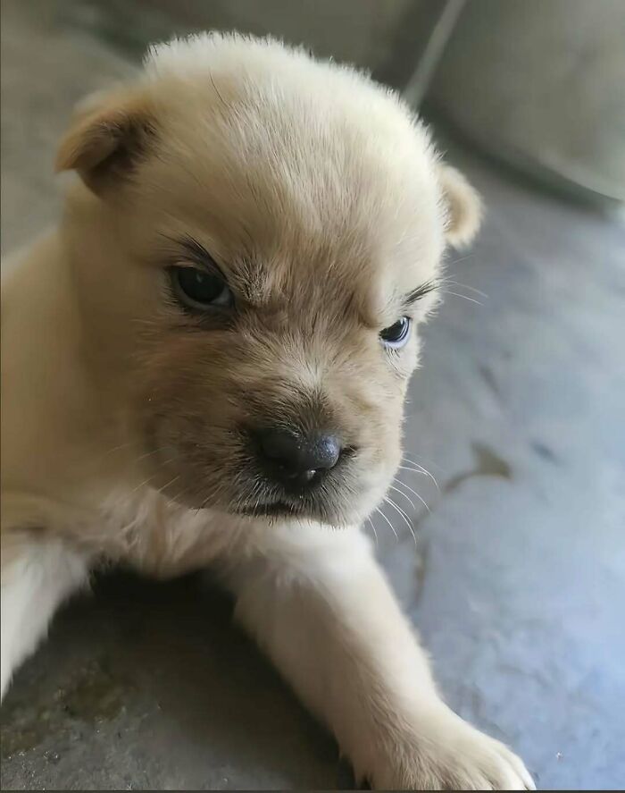 Why Are Cats and Dogs Just So Stinkin' Cute? 37 Pics That’ll Prove It