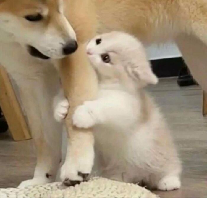 Why Are Cats and Dogs Just So Stinkin' Cute? 37 Pics That’ll Prove It