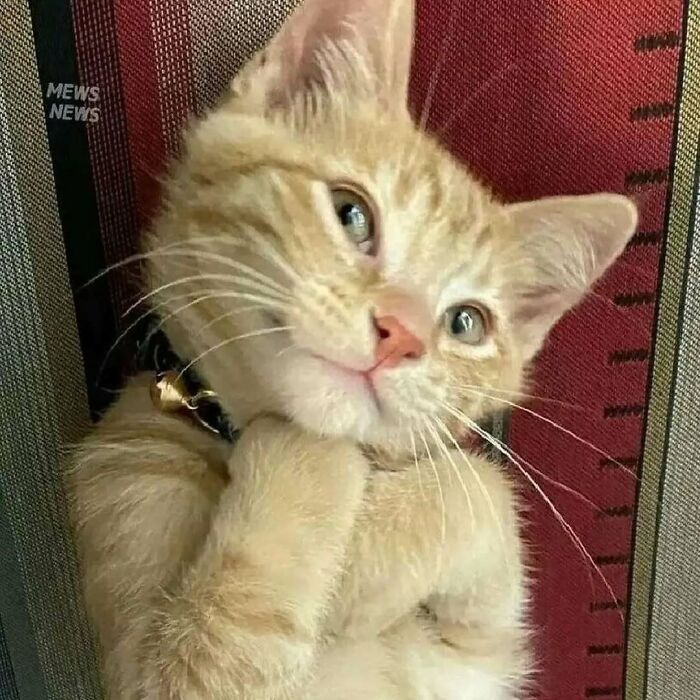 Why Are Cats and Dogs Just So Stinkin' Cute? 37 Pics That’ll Prove It