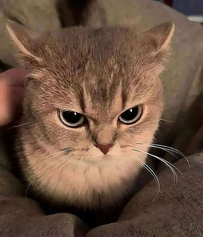 Why Are Cats and Dogs Just So Stinkin' Cute? 37 Pics That’ll Prove It