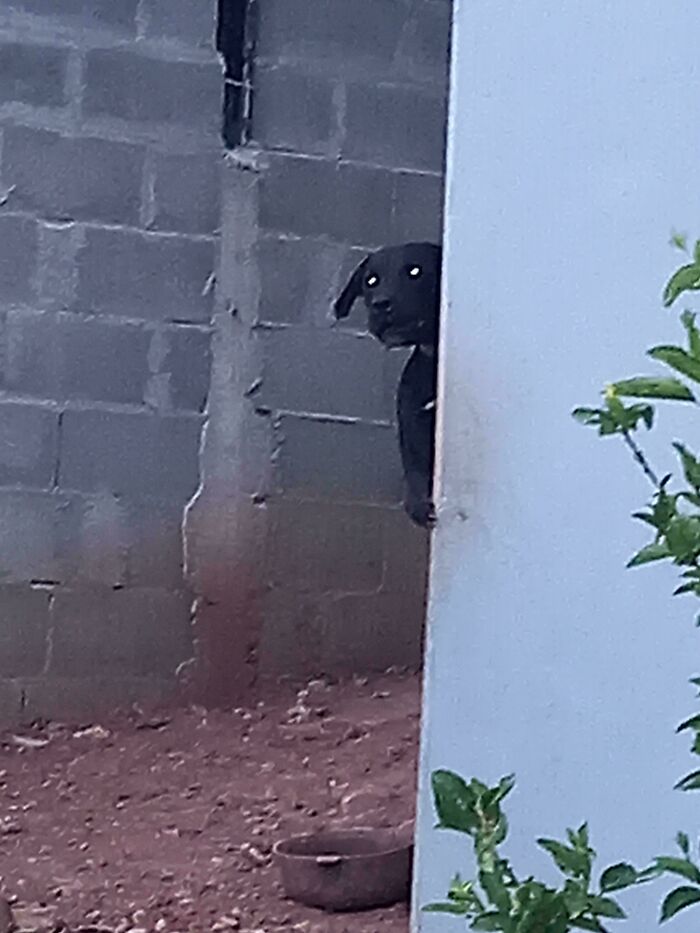 Grandma Told Me About Nahuales. Then This Happened