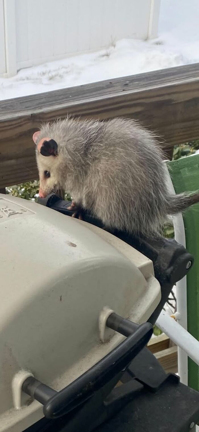 Found A Possum Chilling On Mom’s Grill