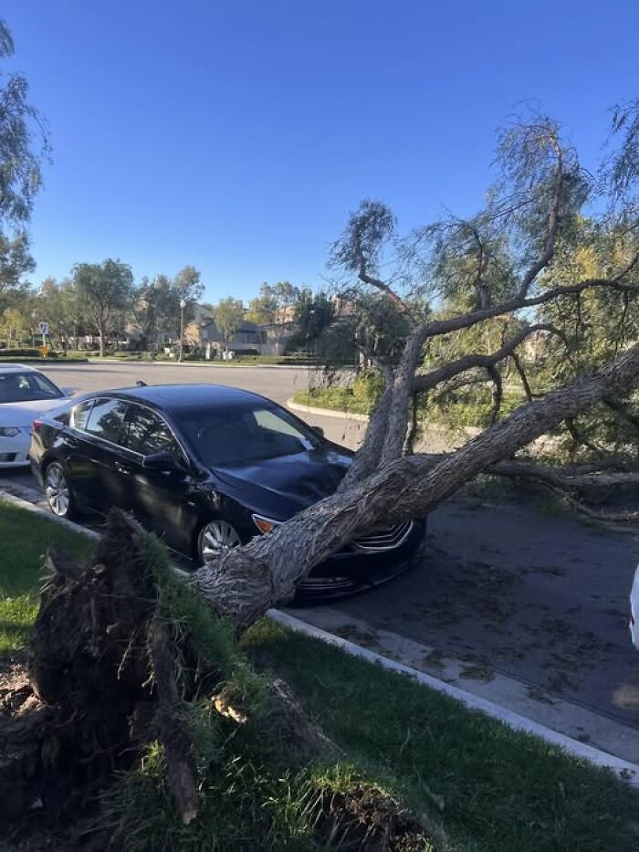 Neighbor’s Car After A 23 MPH Wind Day—Yikes!
