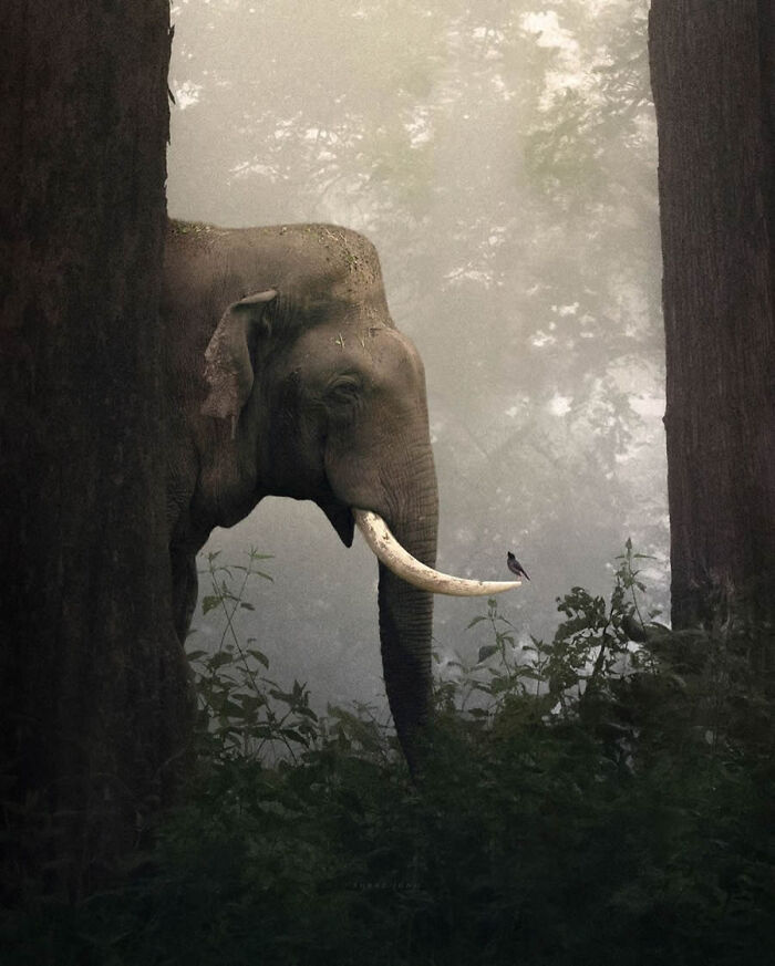 Elephant and Tiny Bird Share An Unforgettable Moment in Misty Forest
