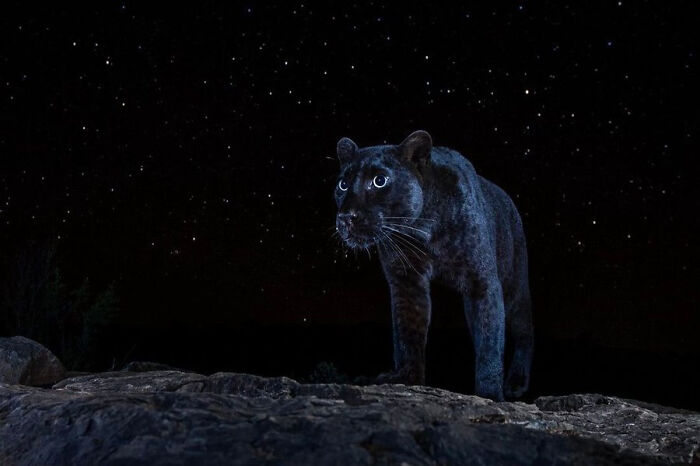 A Rare African Black Leopard Caught Under The Stars (Took 6 Months!)
