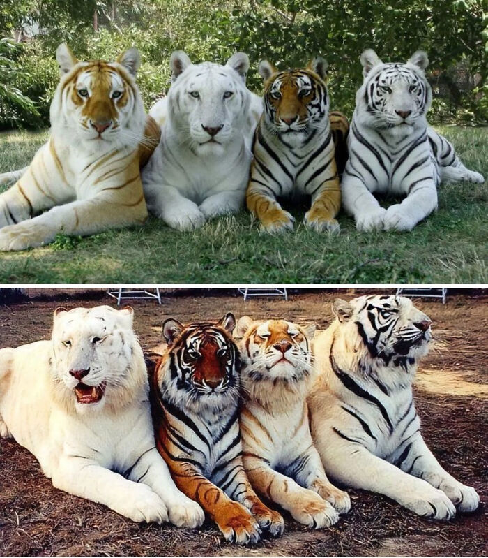 Only 2 Photos Ever Showing All 4 Tiger Tones!