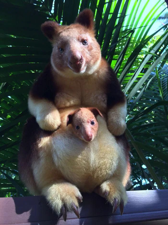 The Tree Kangaroo Comes Back After 90 Years — No Way!