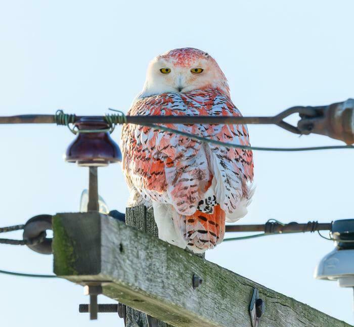 Snowy Owl Makes Michigan Even Cooler