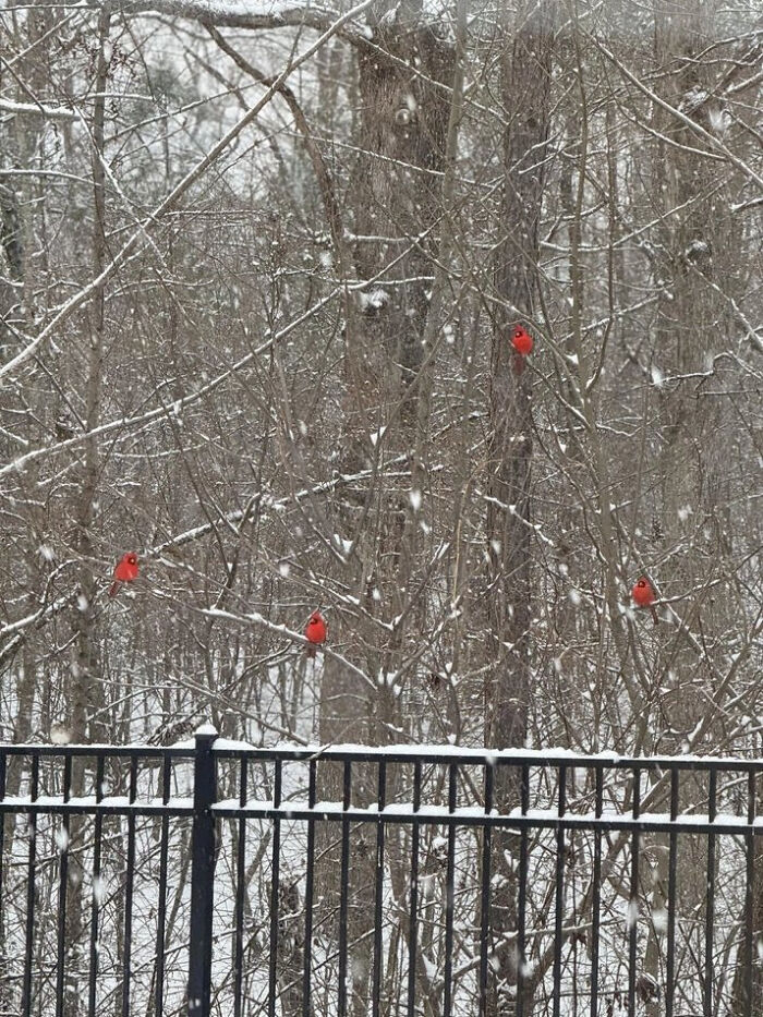 Four Cute Little Red Cardinals Hanging Out In The Snow