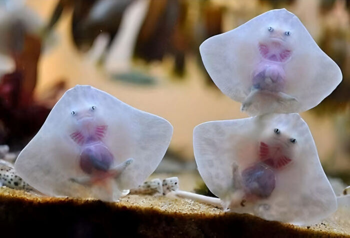 Baby Stingrays Look Like Little Aliens Stuck in Ravioli