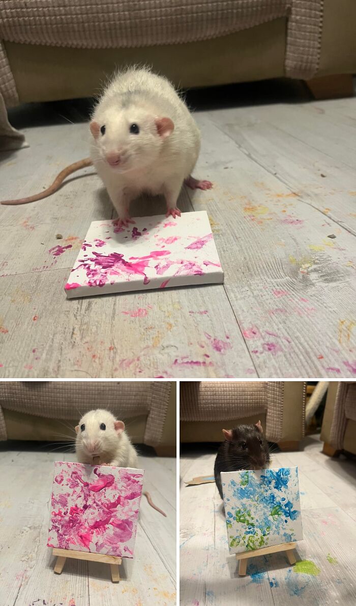 Our Rats Took Up Painting! Yes, Really!