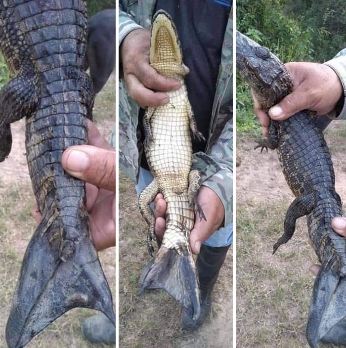 Crocodile With a Mutation Stopped Us in Our Tracks