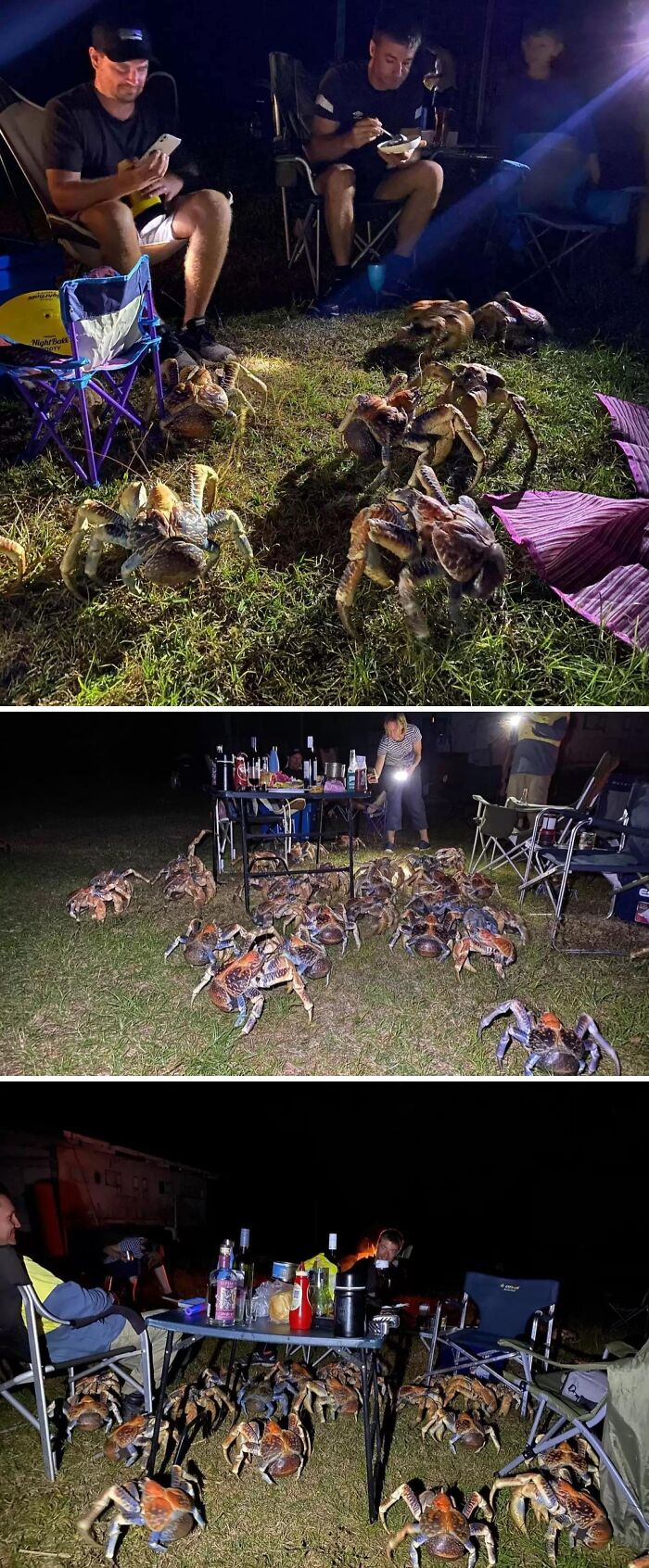 Robber Crabs Crash a Family Picnic on Christmas Island!