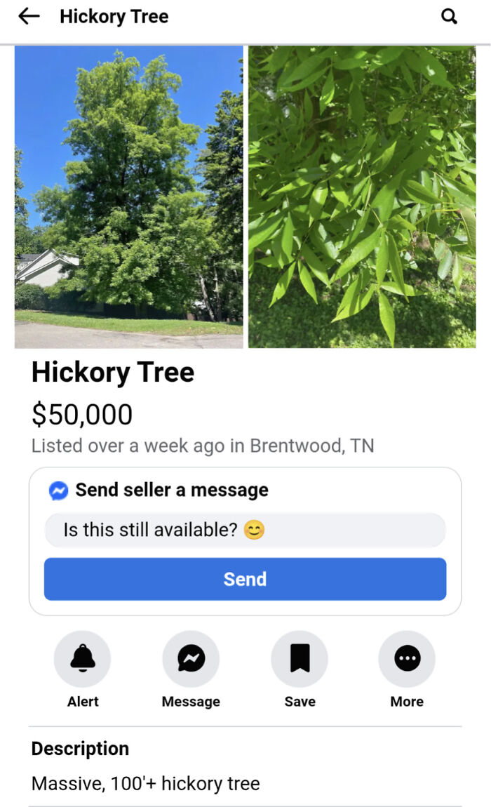 Want to Chop Down My Massive Tree? It’ll Be $50,000