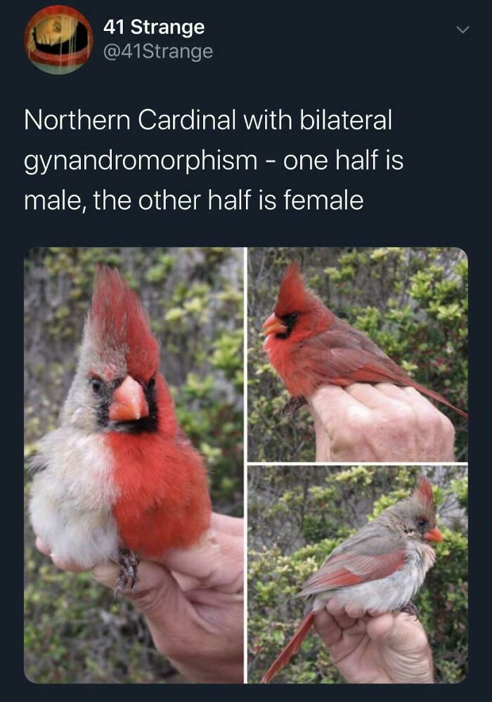 Bird.exe Has Crashed