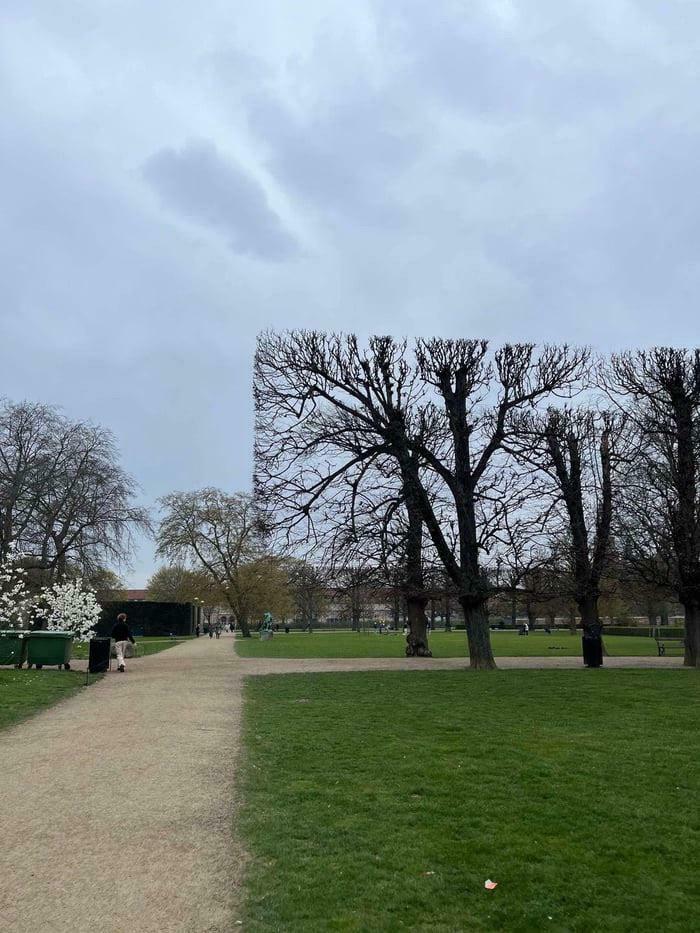These Trees Got A Fancy Haircut