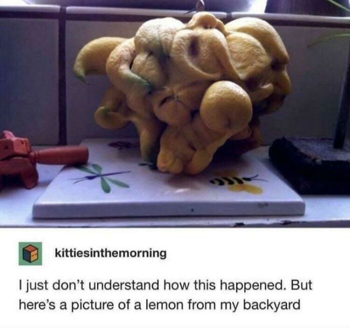 Lemon? Wait, It Is A Lemon!