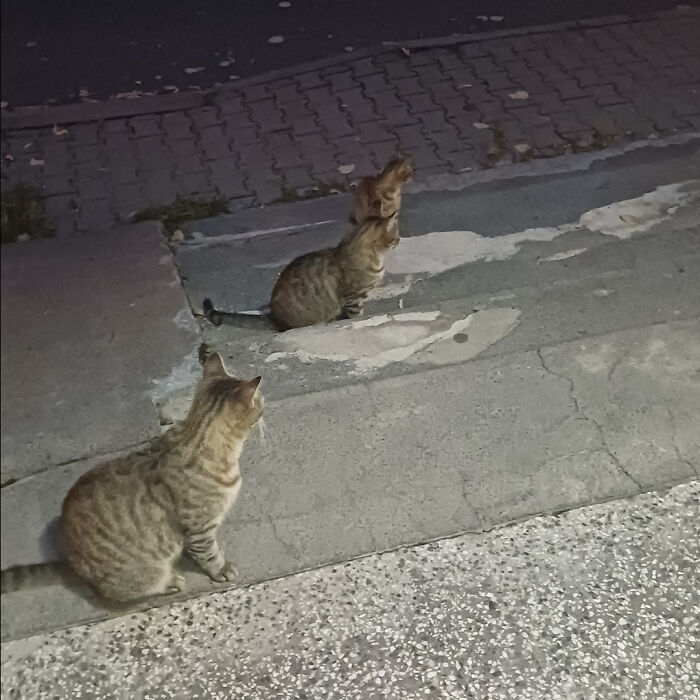 Three Cats, One Mysterious Direction