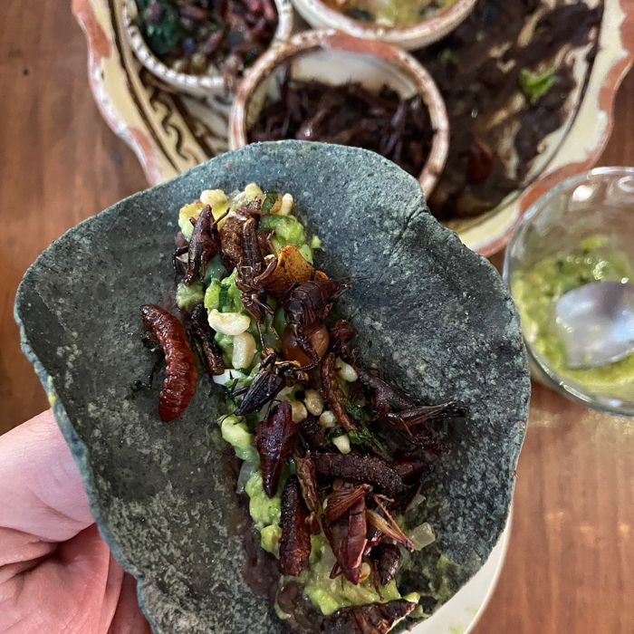 Insects Are Mexican Food—And They’re Tasty!