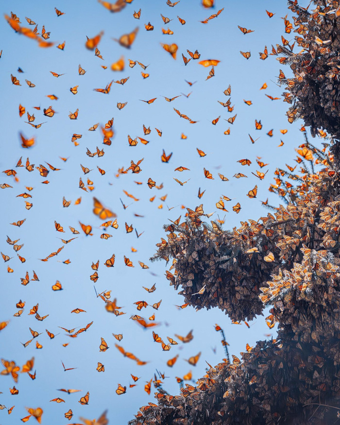 Millions of Monarch Butterflies Take a Road Trip to Mexico