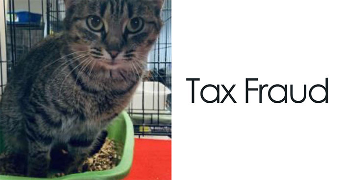 These Pet Names Are So Wild, You’ll Laugh Your Tail Off