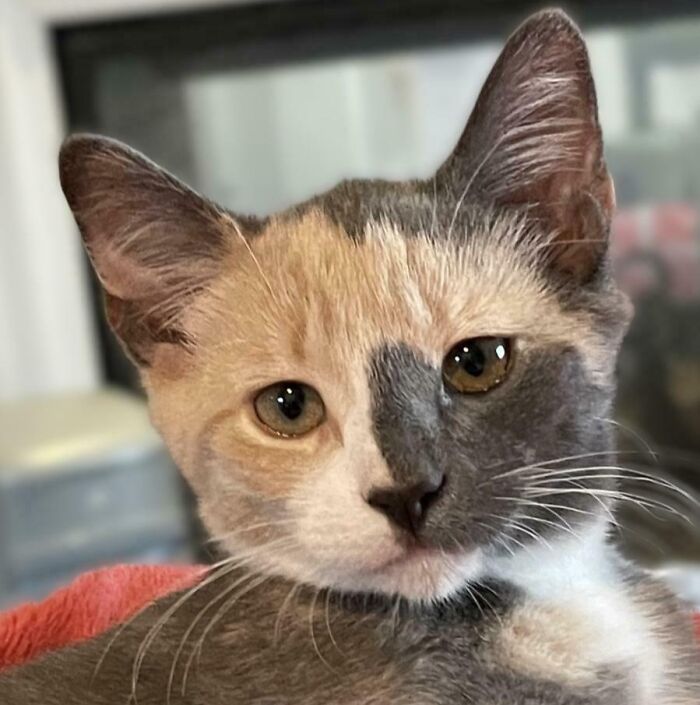 Pie Chart. Such A Precious Name For A Precious Lady!