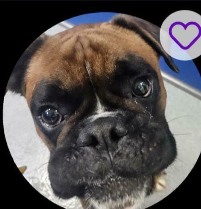 A Boxer Named George Foreman!