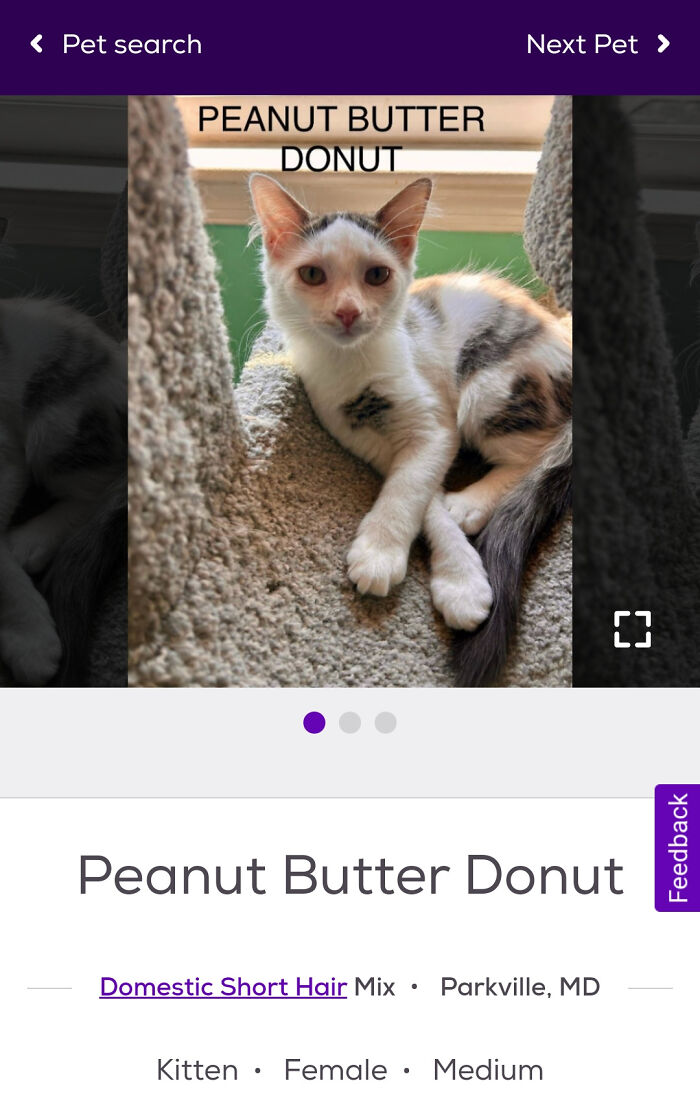 Peanut Butter Donut